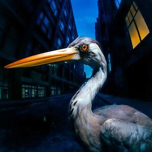 Decoding Birdsong - Black Vinyl by Antony Szmierek Decoding Birdsong - Black Vinyl by Antony Szmierek