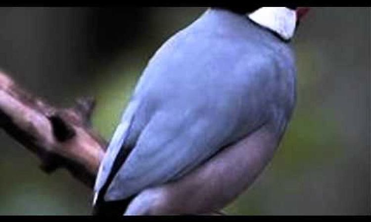 Terry Callier  Java Sparrow