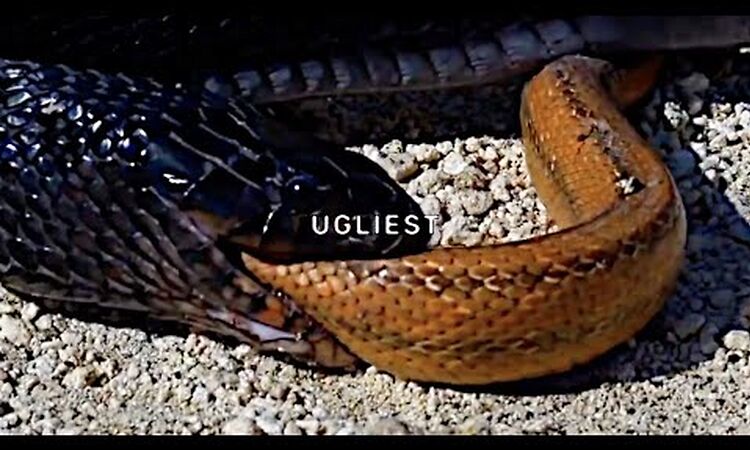 $UICIDEBOY$ - Ugliest (Lyric Video)