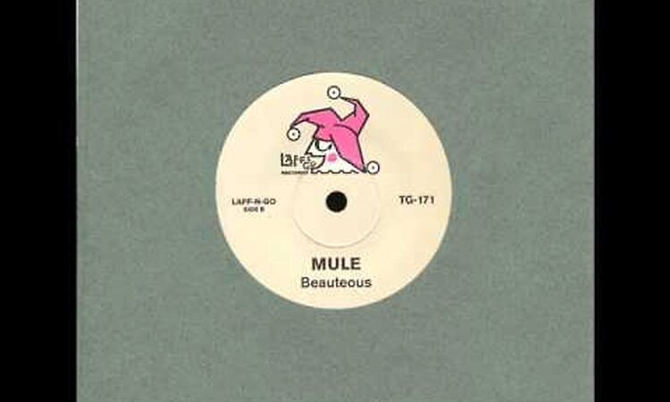 mule - beauteous