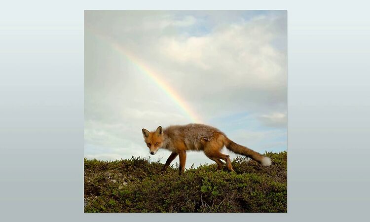 Buck Meek (of Big Thief) - Maybe