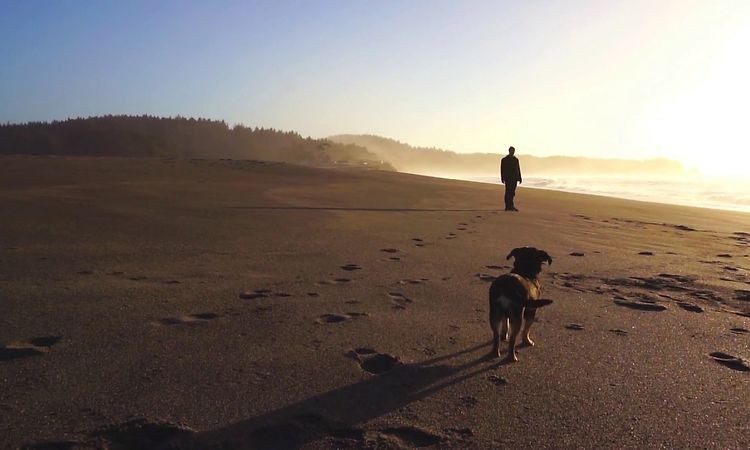 Six Organs of Admittance Adoration Song (Official Music Video)