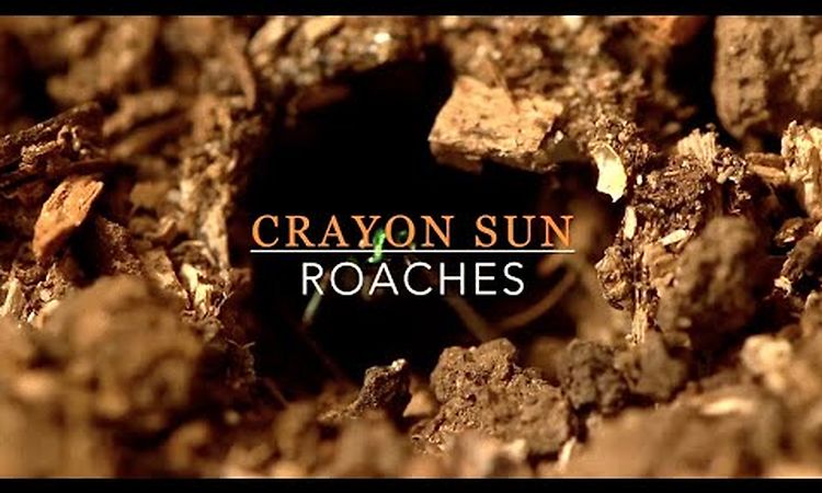 0:15 / 3:59  Crayon Sun : Roaches